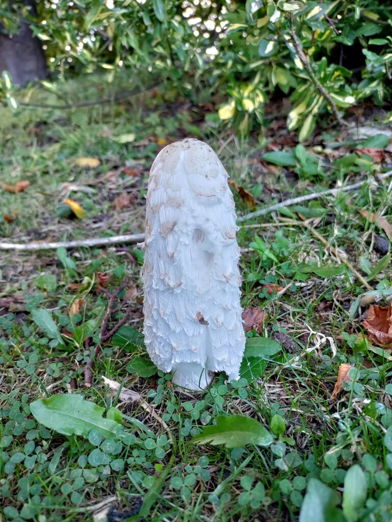 First shaggy ink cap of the season by roachling