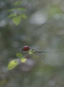 17th Sep 2021 - two berries