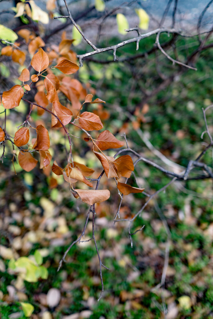 Autumn foliage by cristinaledesma33