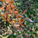 Autumn foliage by cristinaledesma33
