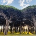 The Most Amazing Trees by sarahabrahamse