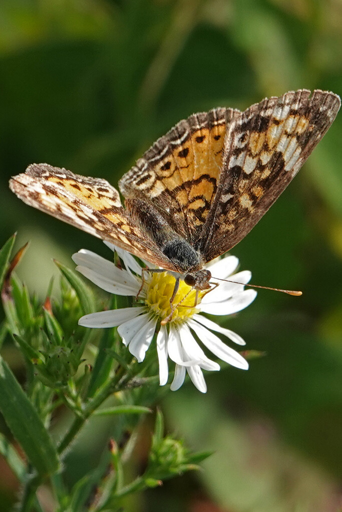 Pearl Crescent nectaring by annepann