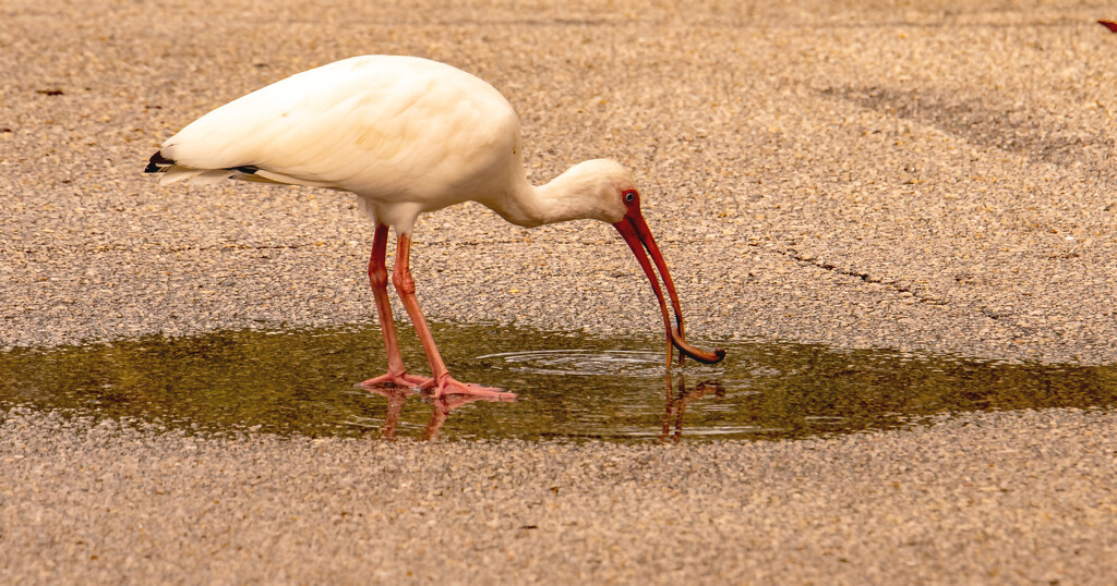 Ibis Washing Off it's Find in the Puddle in the Middle of the Road! by rickster549