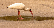 19th Sep 2021 - Ibis Washing Off it's Find in the Puddle in the Middle of the Road!