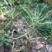 Suess plants by margonaut