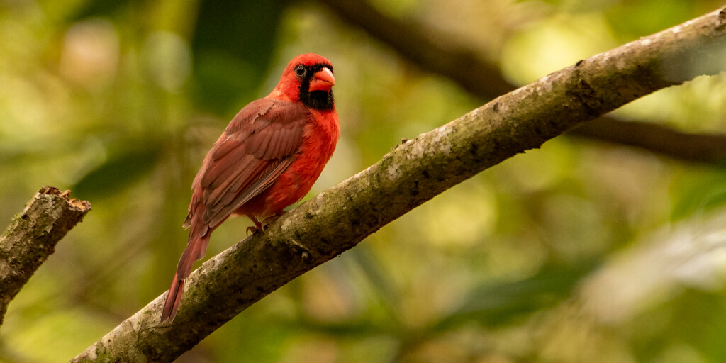 Mr Cardinal Out on a Limb! by rickster549