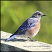 Western bluebirds by madamelucy