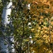 The beginning of autumn by dawnbjohnson2