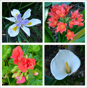 20th Sep 2021 - Flower Collage