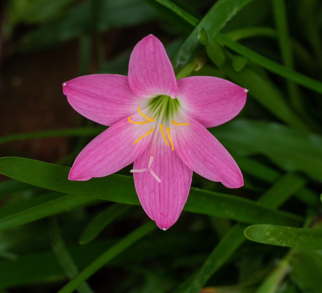 Pink flower by ianjb21