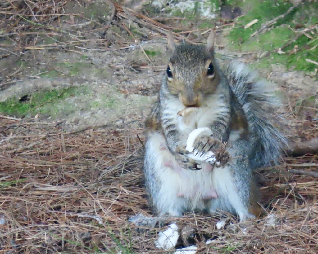 Snack time by kimhearn