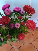 20th Sep 2021 - A vase of Asters. From our Co op store.