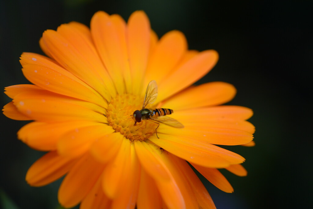 Flower and hoverfly..... by ziggy77