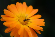20th Sep 2021 - Flower and hoverfly.....