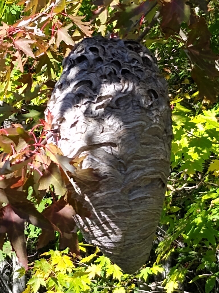 Wasp nest seen along country road by bruni