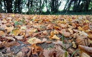 20th Sep 2021 - Autumn.. a classic, scrunchy leaves