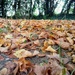 Autumn.. a classic, scrunchy leaves by 365projectorgjoworboys