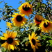 Sunflowers In The Sun by davemockford