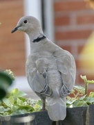 20th Sep 2021 - Collared dove