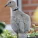 Collared dove by orchid99