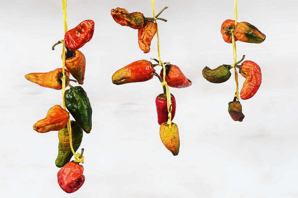 Chilies chillin' by laroque