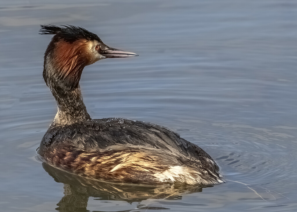 Crested Grebe by shepherdmanswife