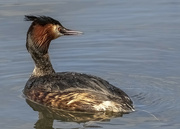 20th Sep 2021 - Crested Grebe