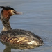 Crested Grebe by shepherdmanswife