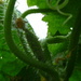 Cucumber Glut  by countrylassie