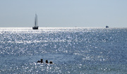 4th Sep 2021 - Swimmers and a Sailboat