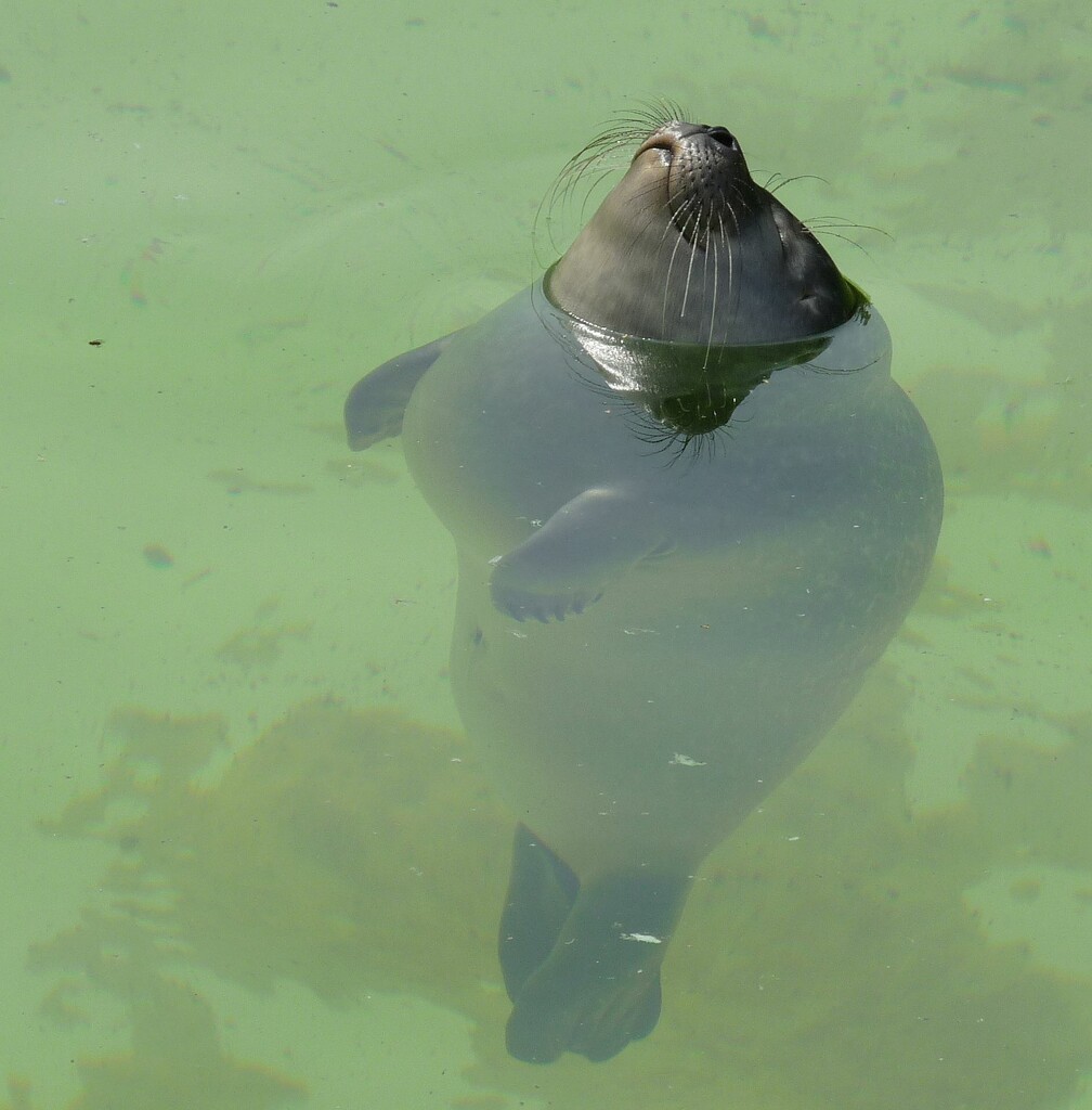 A Sleeping Seal. by kclaire