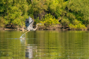 20th Sep 2021 - Taking Flight