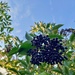 Elderberries again by roachling