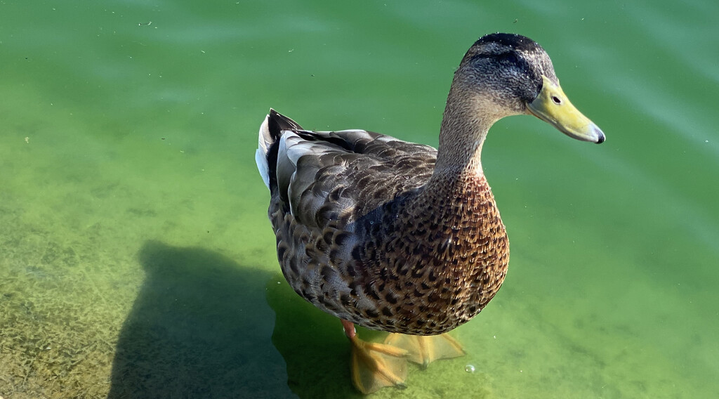 Duck in green pond by cafict