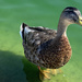 Duck in green pond by cafict