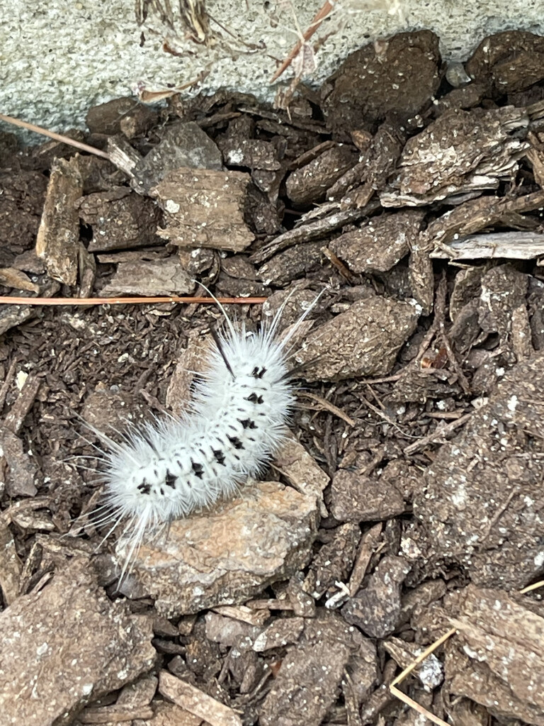 Caterpillar by dianen