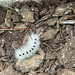 Caterpillar by dianen