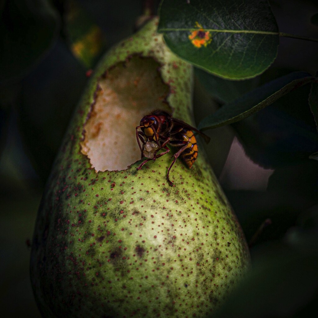 Pear Poacher by berelaxed