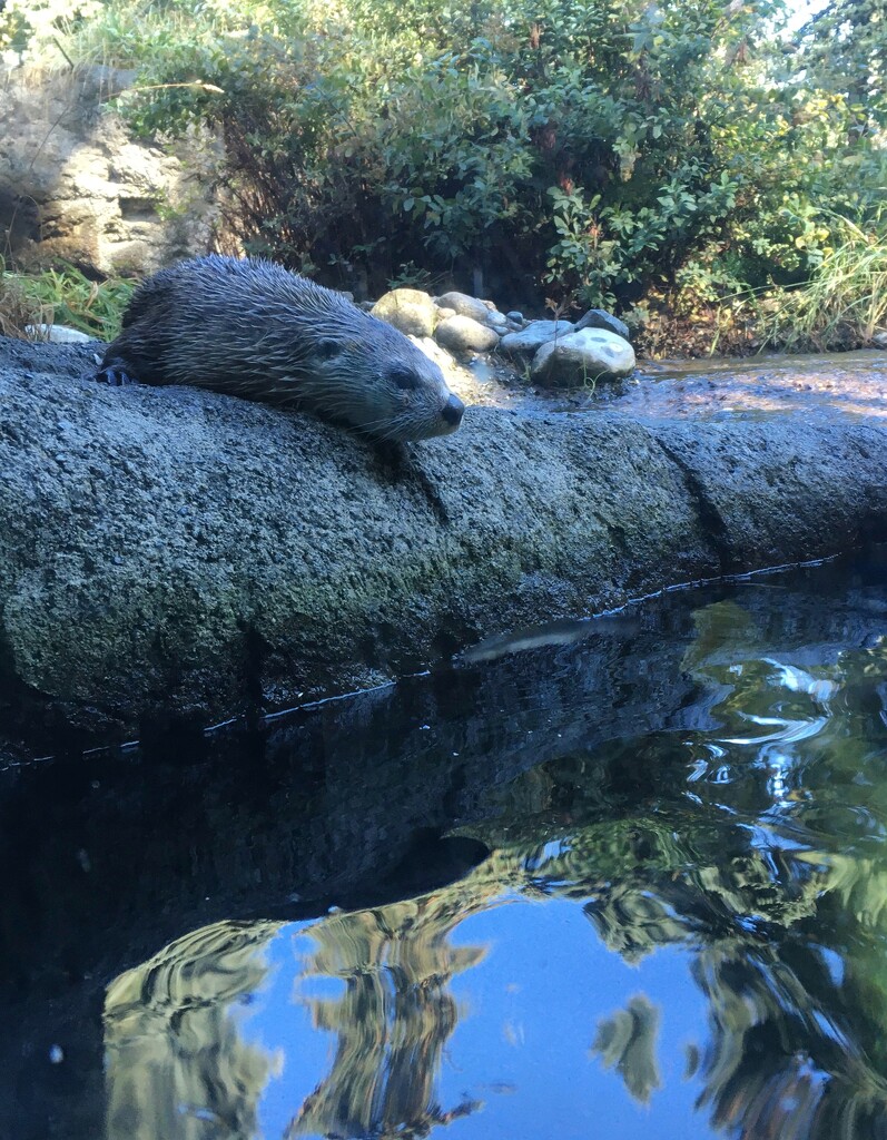 9-20-21 river otter at the zoo by bkp