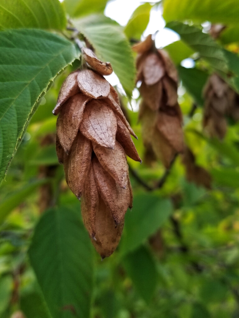 Ironwood fruit by ljmanning