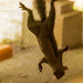 Squirrel Hanging on the Screen! by rickster549
