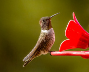20th Sep 2021 - Annas Hummingbird