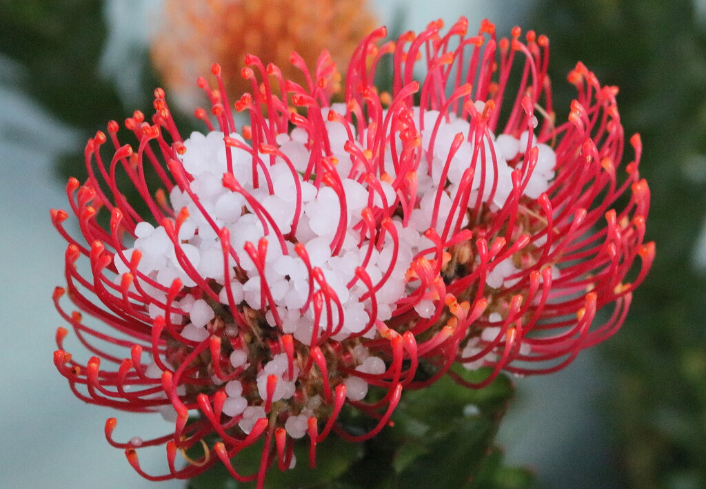 Hail protea by gilbertwood