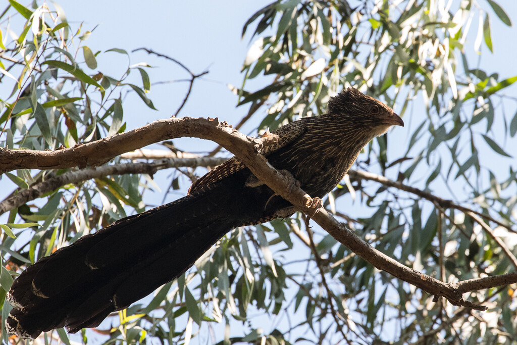 Pheasant Coucal by flyrobin