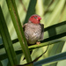 Crimson Finch by flyrobin