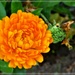 Calendula ( Marigold ) by beryl