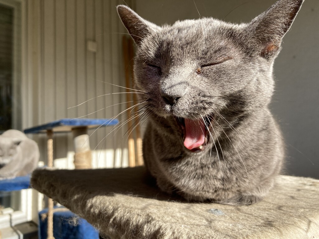 Regal yawn by katriak