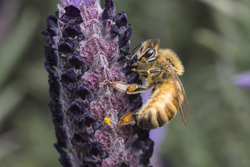 Bee on lavender by dkbarnett