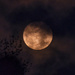 Moon by dkbarnett