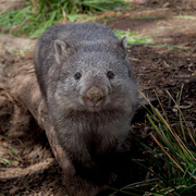 20th Sep 2021 - Smiling wombat?
